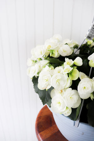 12” Rieger Begonia Hanging Basket (Multiple Colours)