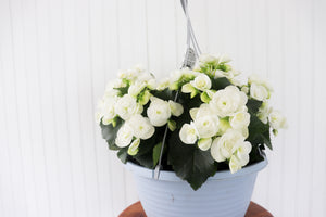 12” Rieger Begonia Hanging Basket (Multiple Colours)