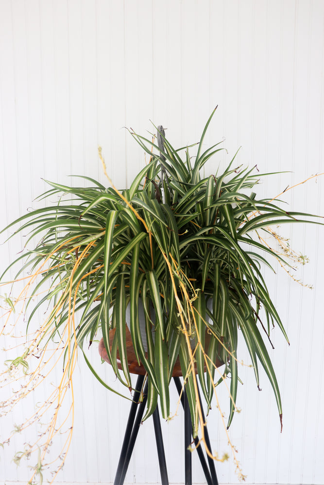 12” Spider Plant Hanging Basket