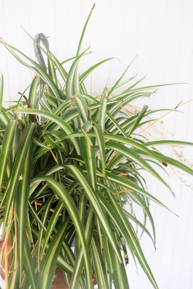 12” Spider Plant Hanging Basket
