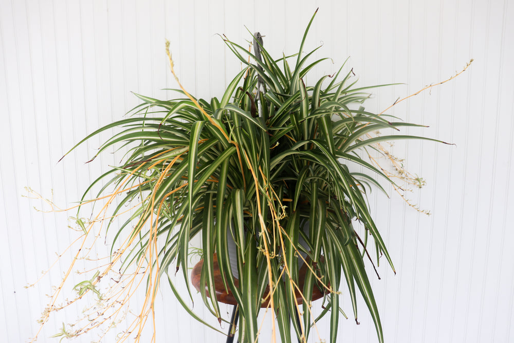 12” Spider Plant Hanging Basket