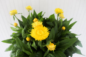 11" Potted Annual - Strawflower