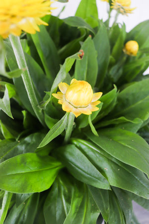 11" Potted Annual - Strawflower