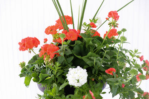 13” Round Geranium Patio Pot - Full Sun/Partial Shade (Multiple Colours)