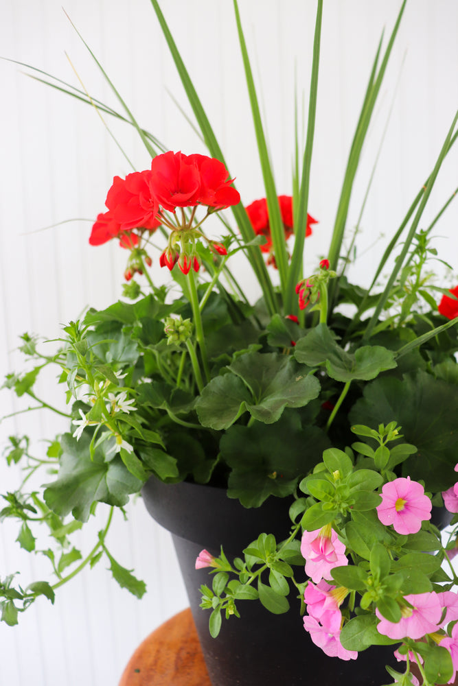 13” Round Geranium Patio Pot - Full Sun/Partial Shade (Multiple Colours)