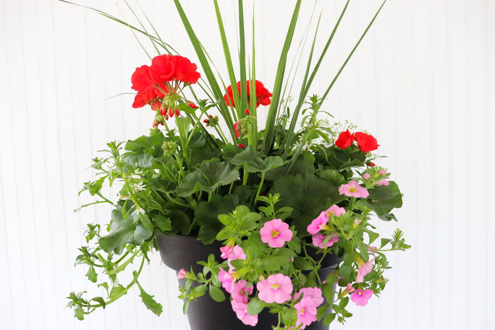 13” Round Geranium Patio Pot - Full Sun/Partial Shade (Multiple Colours)