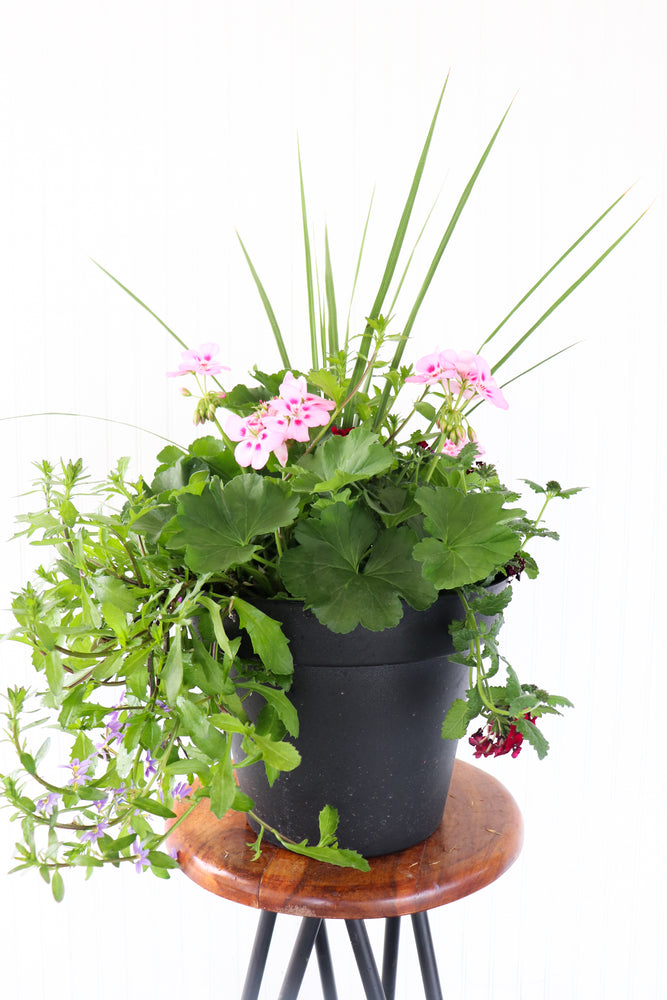 13” Round Geranium Patio Pot - Full Sun/Partial Shade (Multiple Colours)