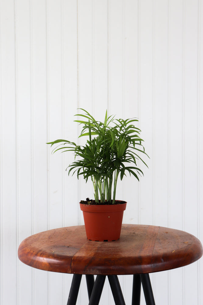 
            
                Load image into Gallery viewer, 4&amp;quot; Palm Neanthe Bella
            
        