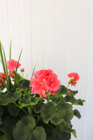 13” Round Geranium Patio Pot - Full Sun/Partial Shade (Multiple Colours)