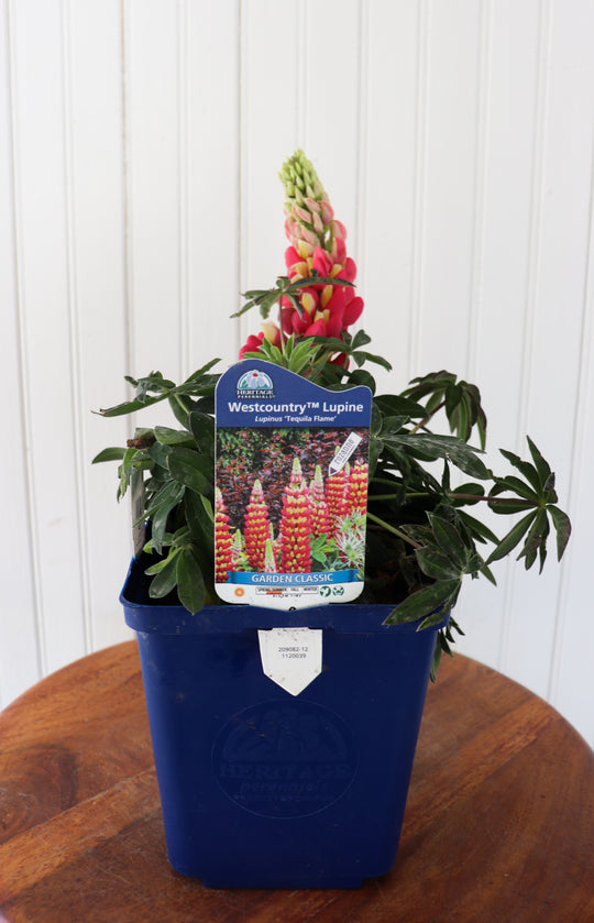 Lupinus Westcountry Tequila Flame