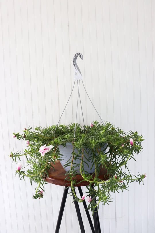 12" Portulaca Hanging Basket - Long Needle (Multiple Colours)