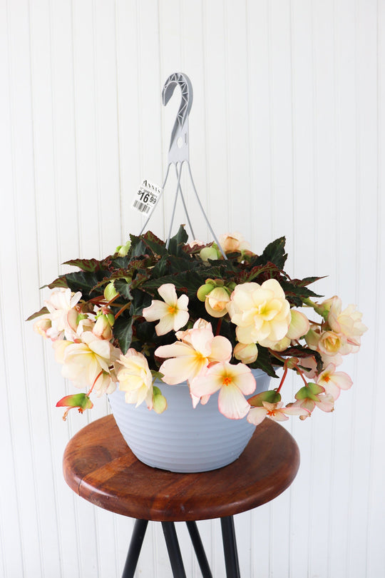 12" Iconia Begonia Hanging Basket (Multiple Colours)