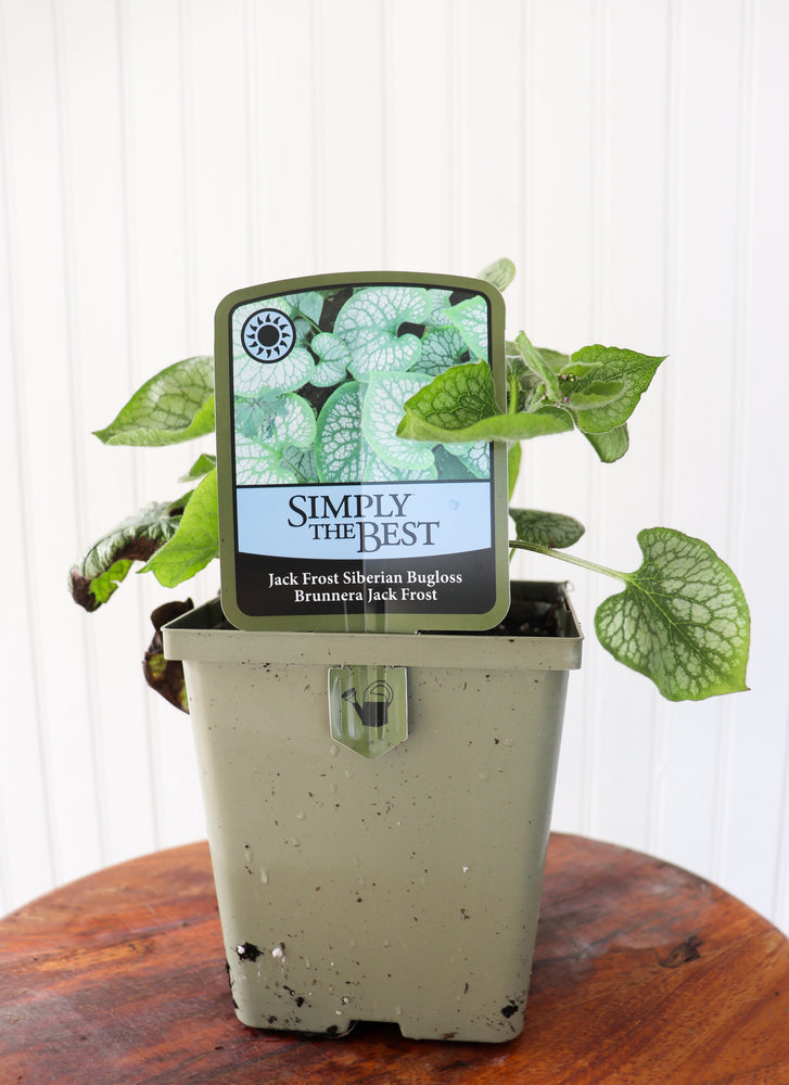 Brunnera Macrophylla Jack Frost - Siberien Bugloss