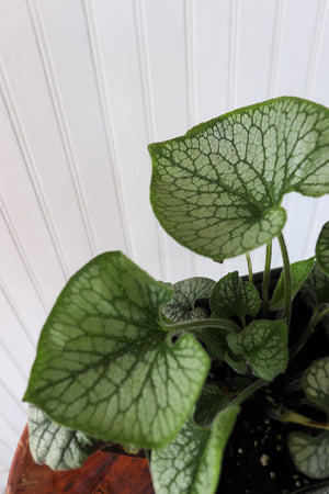 Brunnera Macrophylla Jack Frost - Siberien Bugloss