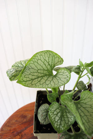 Brunnera Macrophylla Jack Frost - Siberien Bugloss