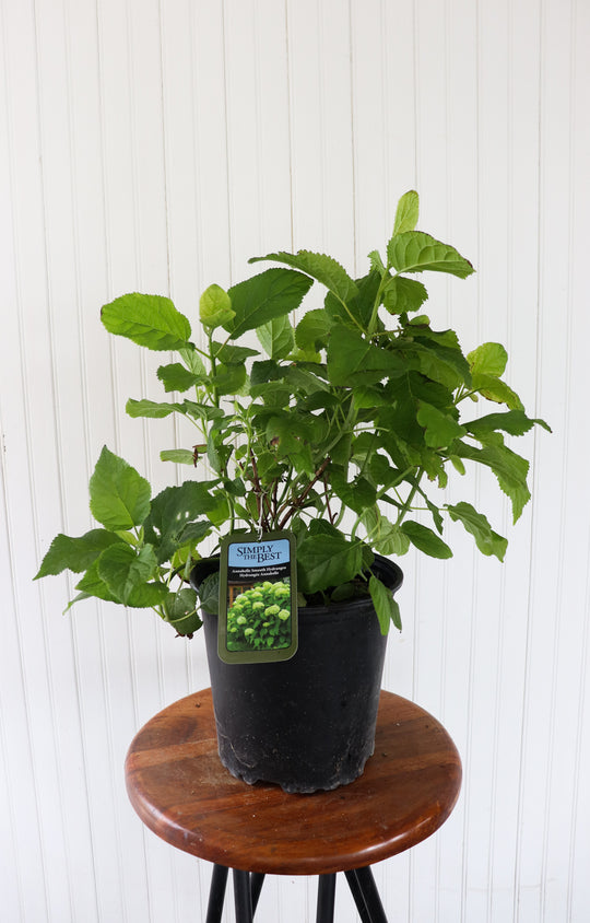 Annabelle Smooth Hydrangea (White)