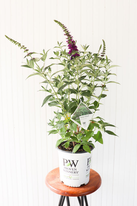 Miss Violet Butterfly Bush