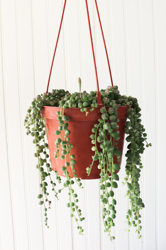 6" Senecio String of Pearls Variegated