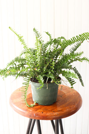 6" Kimberly Queen Fern