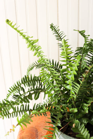 6" Kimberly Queen Fern