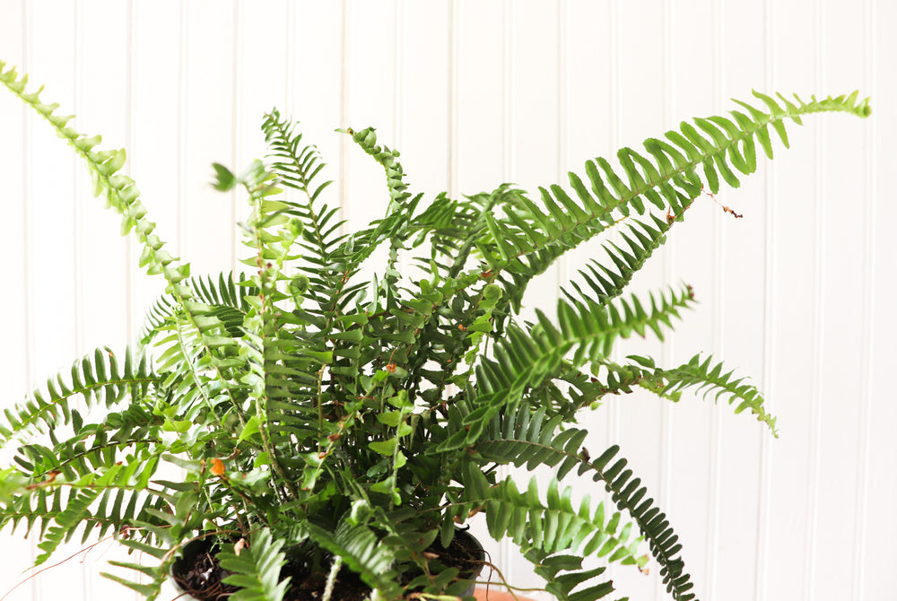 6" Kimberly Queen Fern