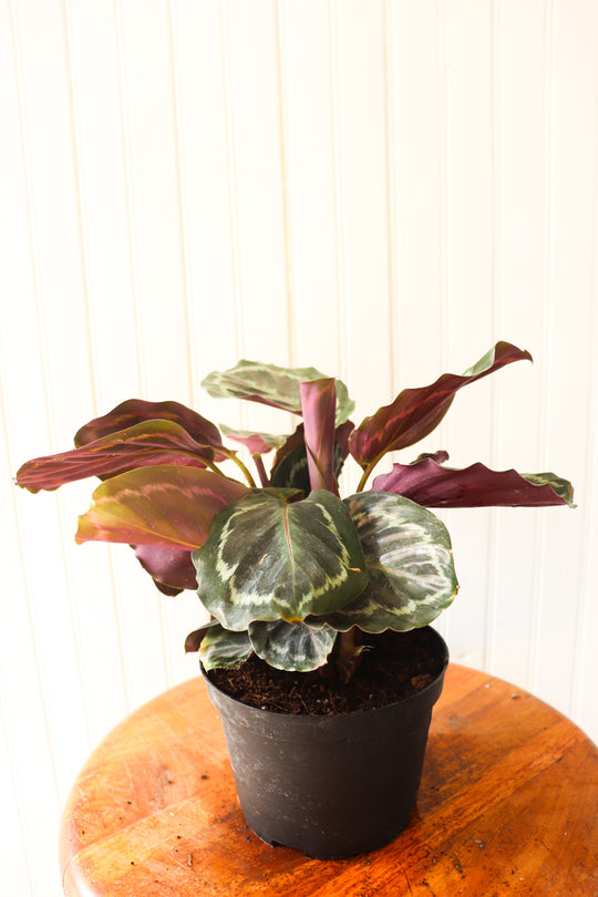 6" Calathea Medallion
