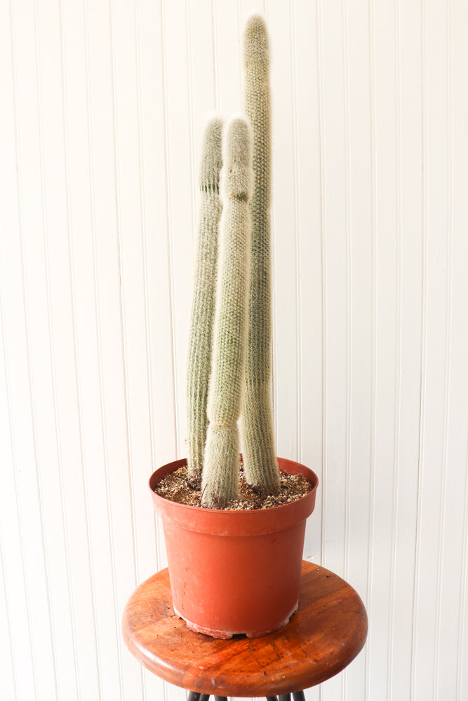 10" Silver Torch Cleistocactus