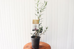 
            
                Load image into Gallery viewer, 1QT Olive Tree
            
        