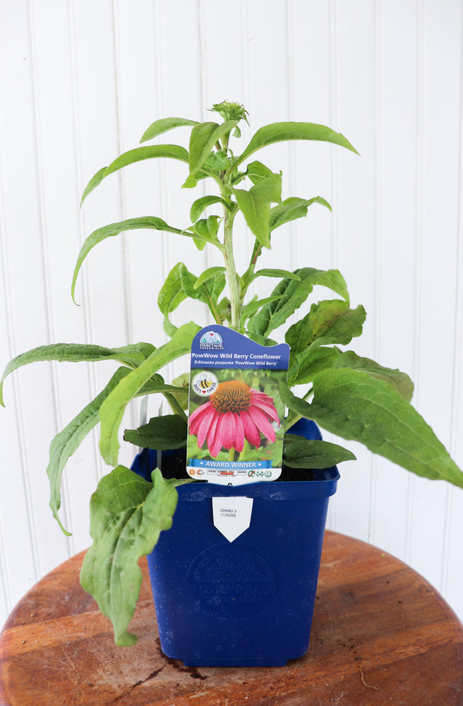 Echinacea PowWow Wild Berry (Coneflower)