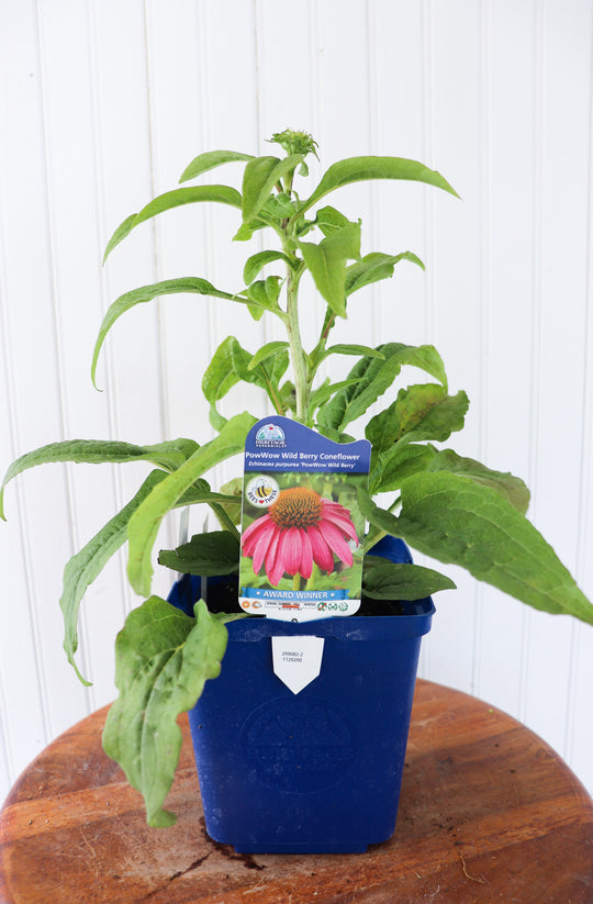 Echinacea 'Pow Wow Wild Berry' Coneflower