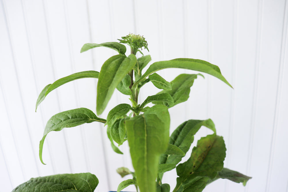 
            
                Load image into Gallery viewer, Echinacea PowWow Wild Berry (Coneflower)
            
        