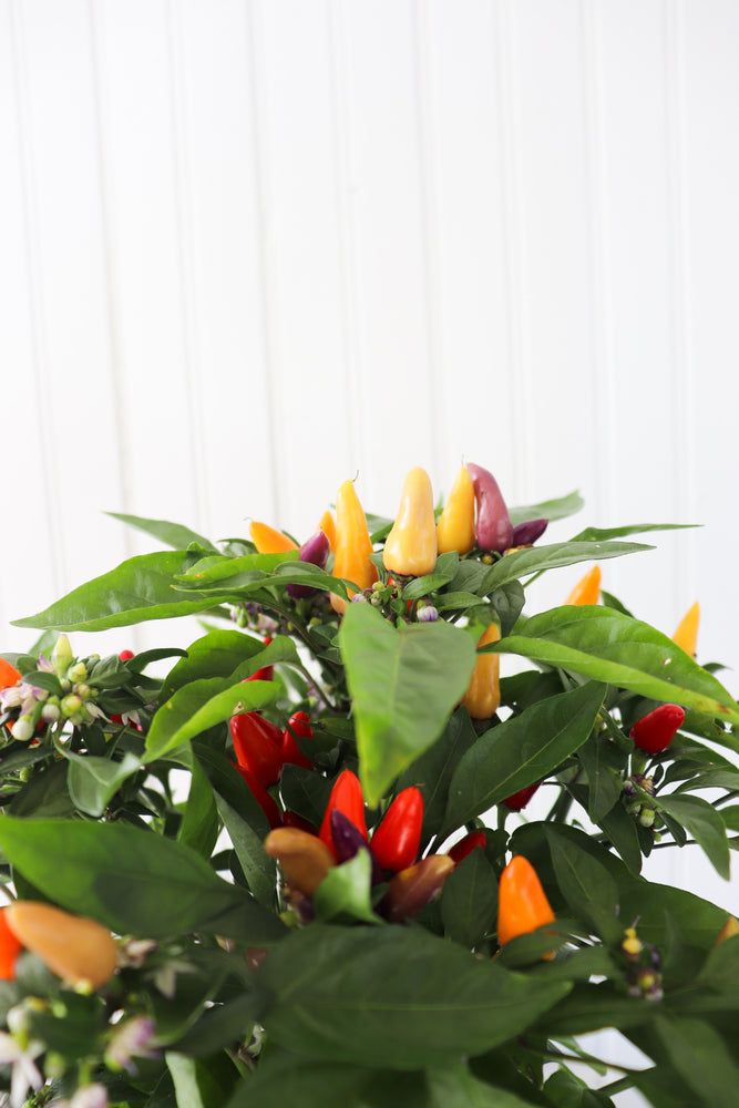 6" Ornamental Pepper (Various Colours)