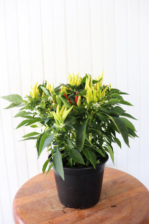 6" Ornamental Pepper (Various Colours)