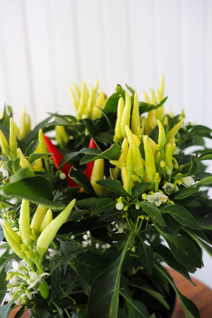 6" Ornamental Pepper (Various Colours)