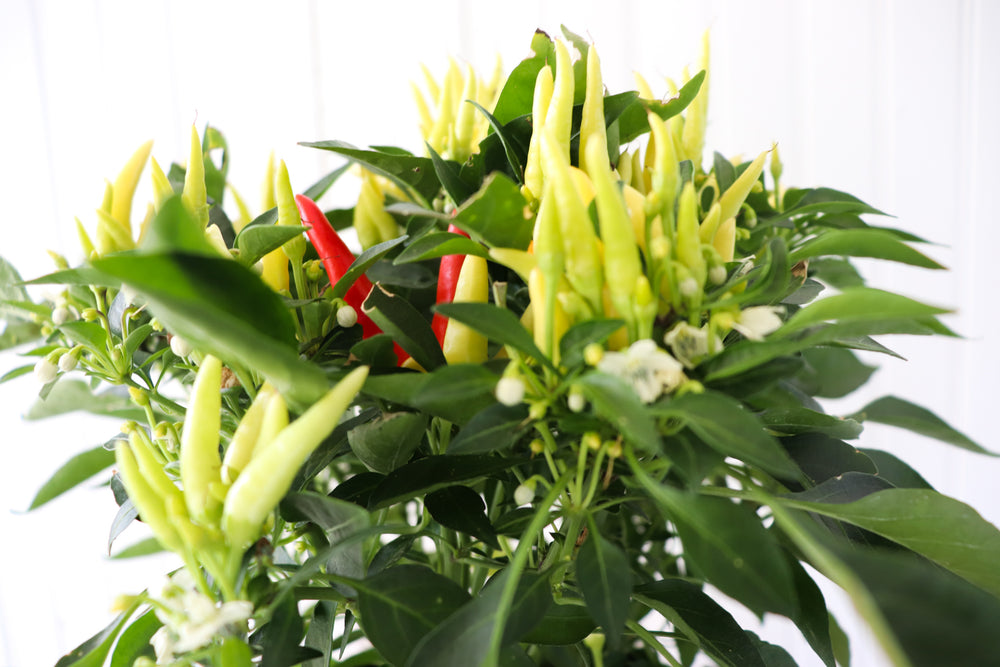 6" Ornamental Pepper (Various Colours)