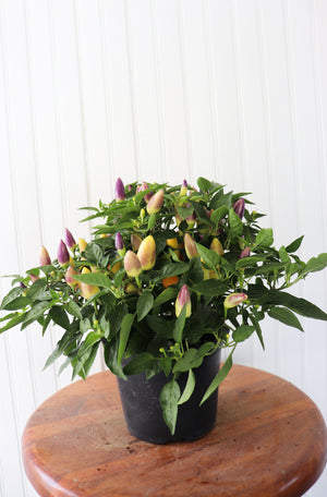 6" Ornamental Pepper (Various Colours)