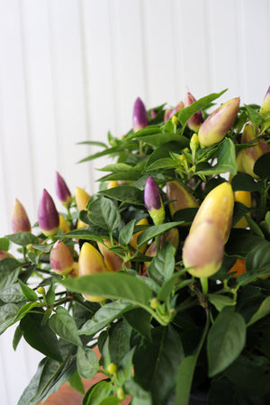 6" Ornamental Pepper (Various Colours)