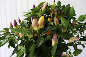 6" Ornamental Pepper (Various Colours)