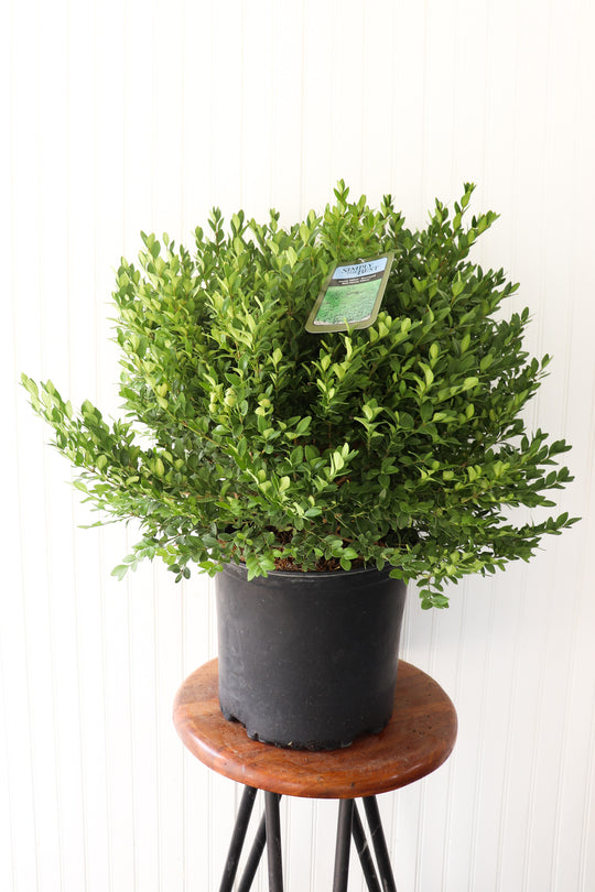 Green Velvet Boxwood #3 CG