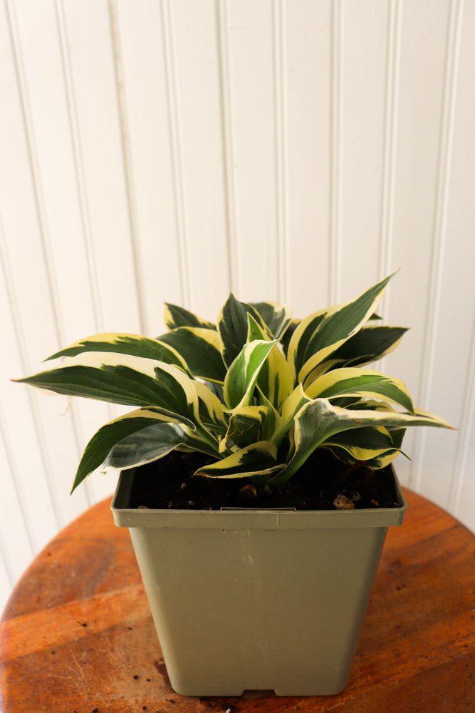 Patriot Hosta
