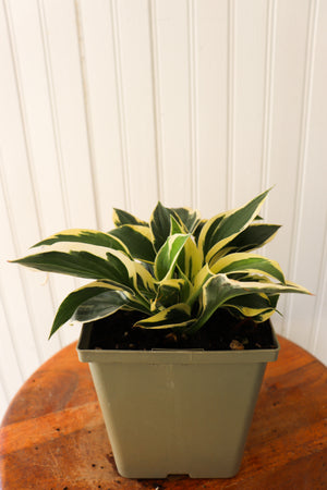 Patriot Hosta