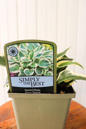Patriot Hosta