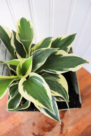 Patriot Hosta