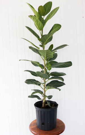 10" Ficus Audrey Column