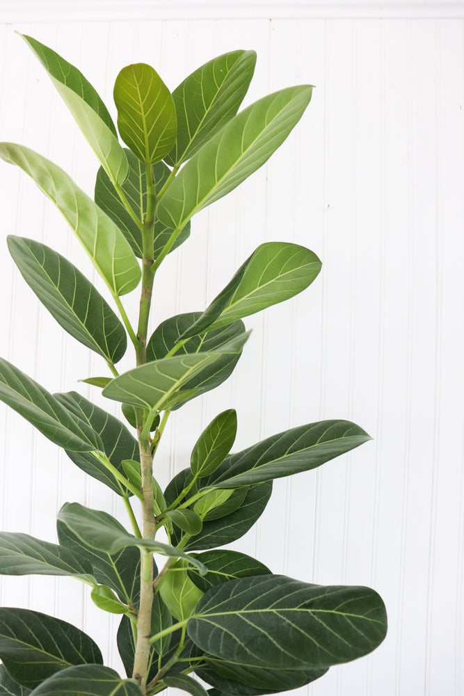 10" Ficus Audrey Column