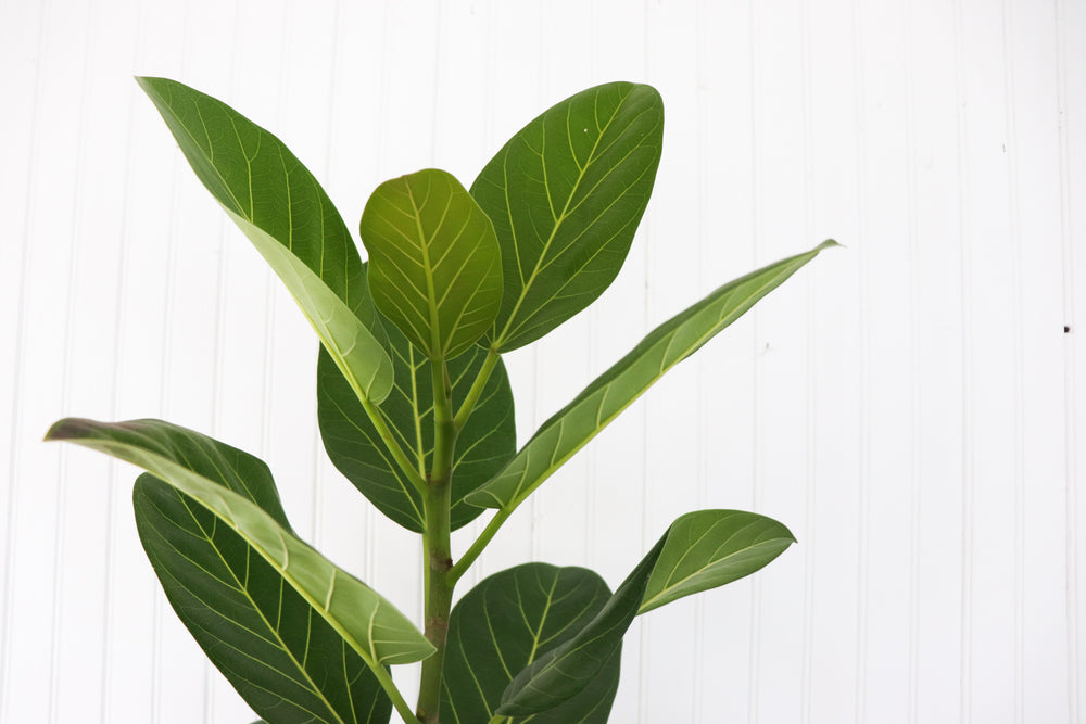 10" Ficus Audrey Column