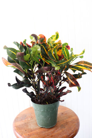 6" Croton Mammy Bush