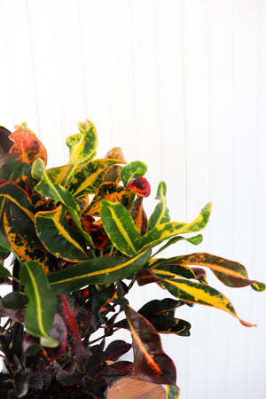6" Croton Mammy Bush