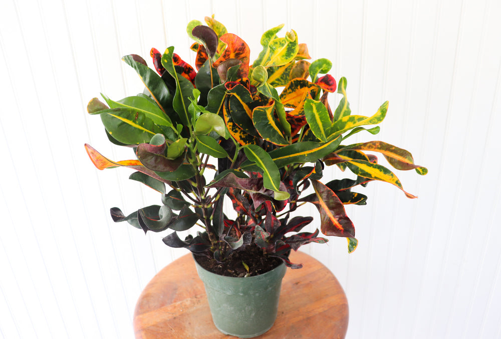
            
                Load image into Gallery viewer, 6&amp;quot; Croton Mammy Bush
            
        