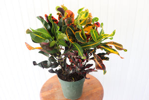 6" Croton Mammy Bush